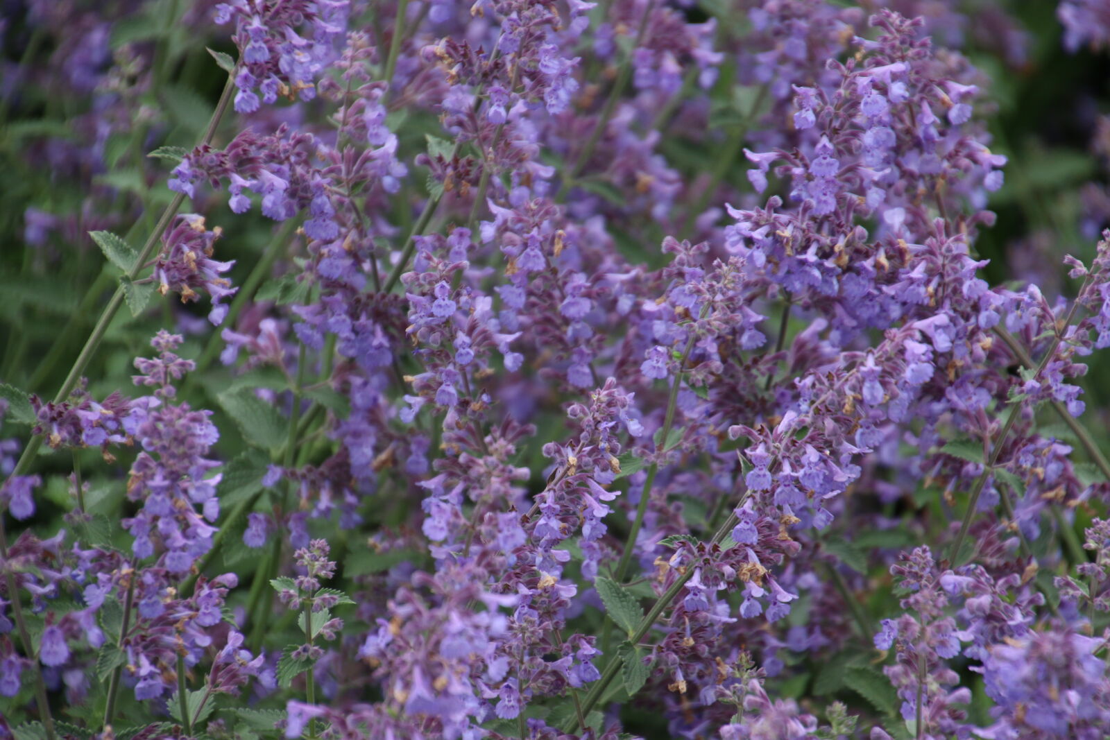 Canon EOS 7D Mark II sample photo. Flower, bed, garden, grow photography