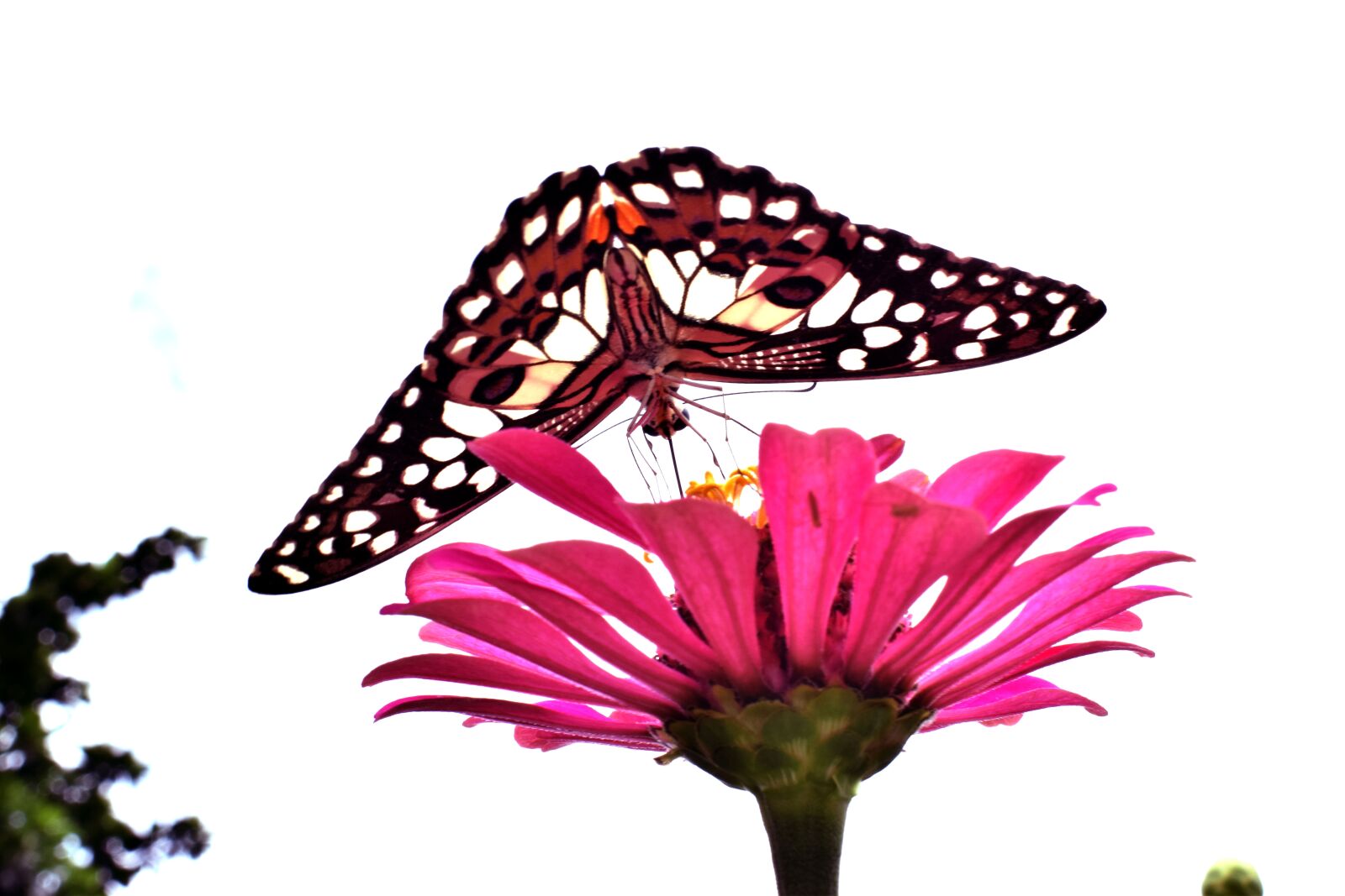 Nikon D5300 sample photo. Butterfly, butterfly and flower photography