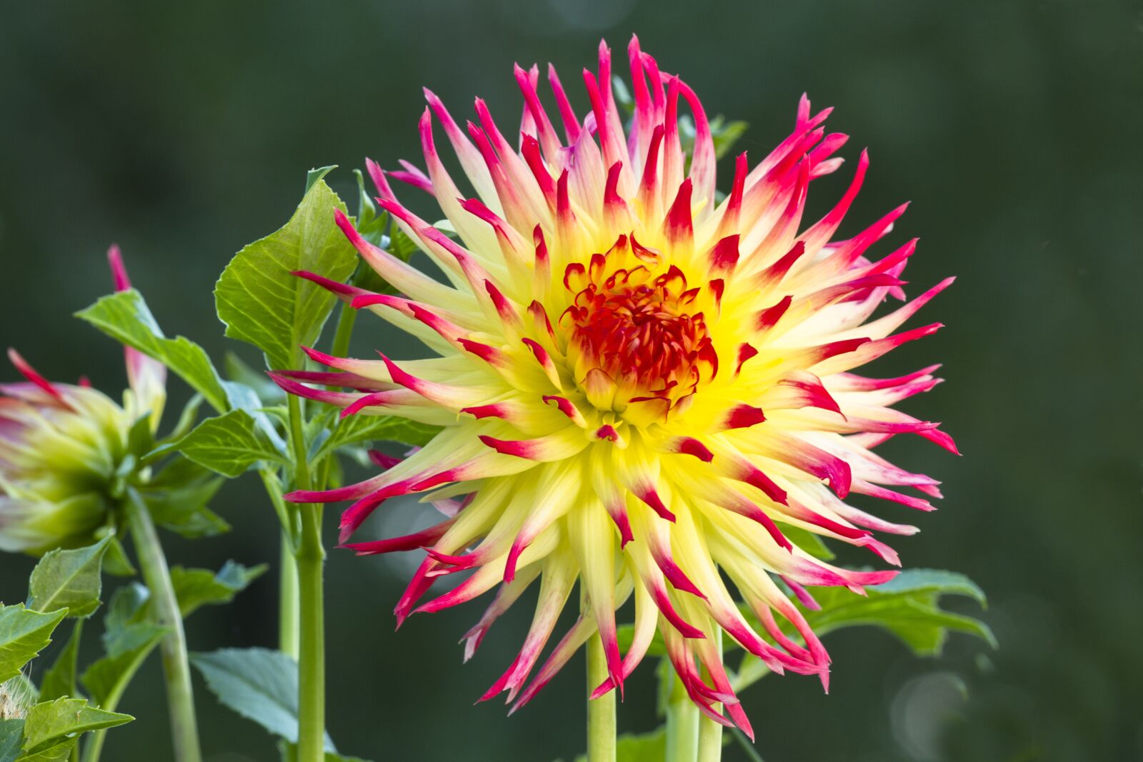 Canon EOS 7D sample photo. Dahlia, blossom, bloom photography
