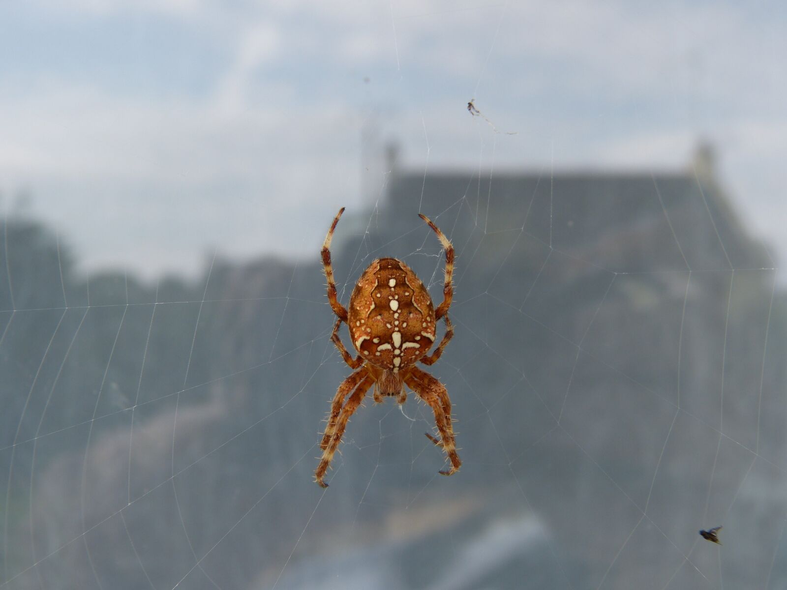 Panasonic Lumix DMC-FZ150 sample photo. Spider, canvas, garden photography