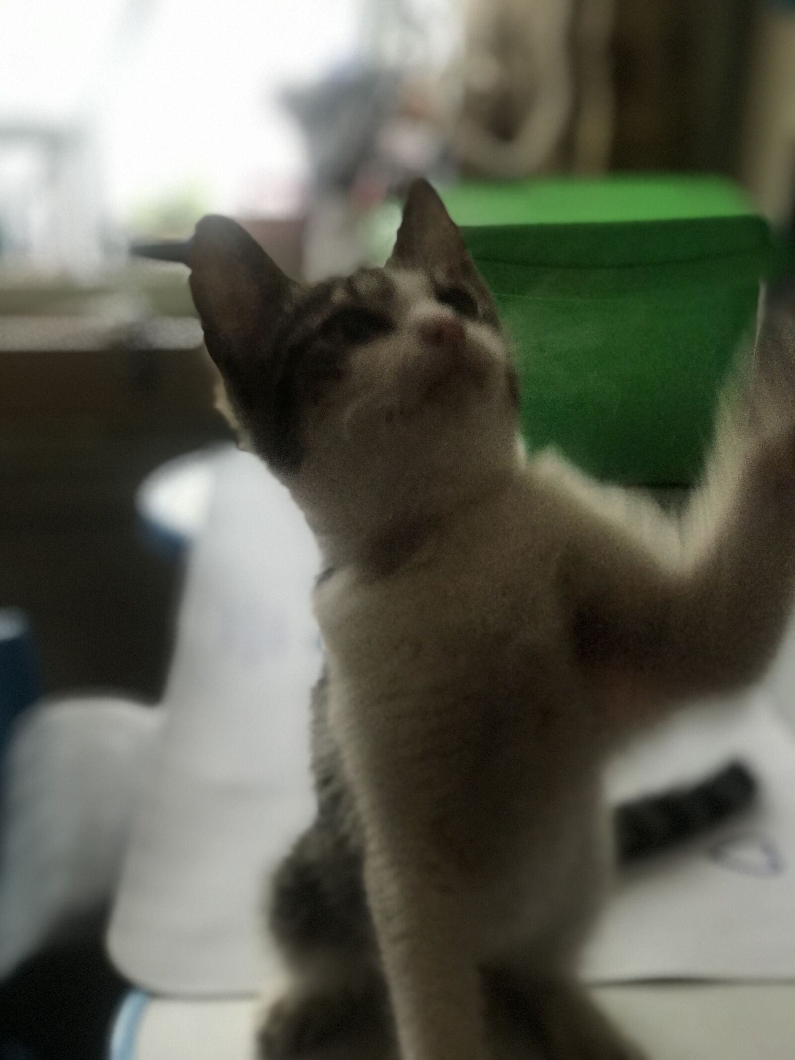 Apple iPhone 7 Plus sample photo. Kitty, catch, focus photography