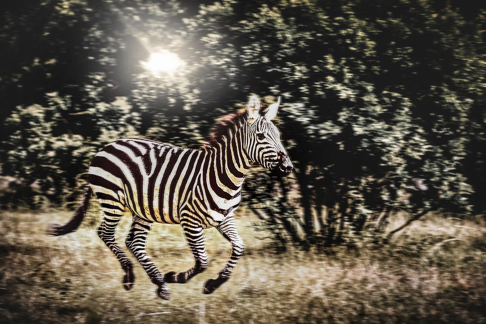 Nikon D3S sample photo. Animal, zebra, wild photography