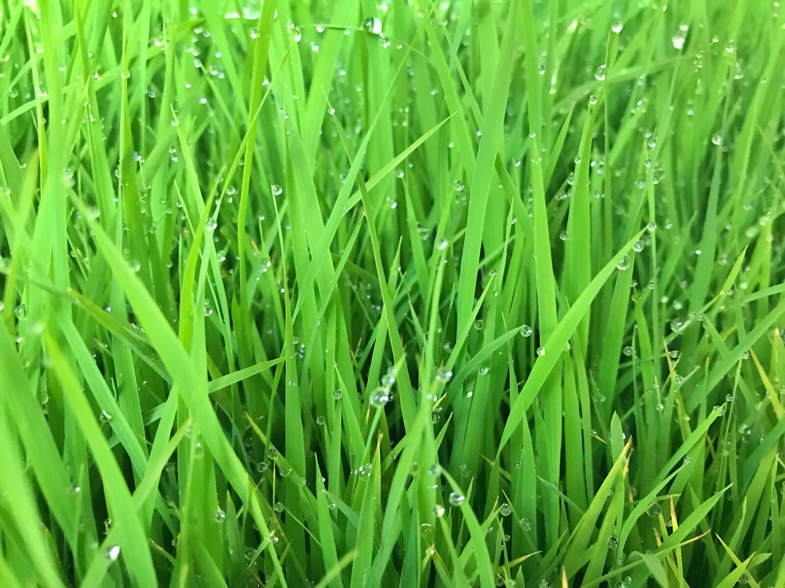 iPhone 7 back camera 3.99mm f/1.8 sample photo. Grass, green, natural photography