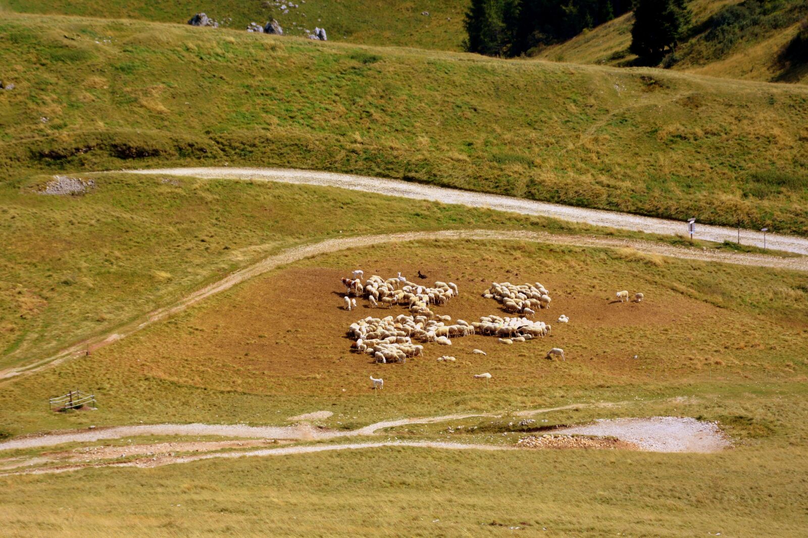 Nikon D7100 sample photo. Flock, mountain, sheep photography