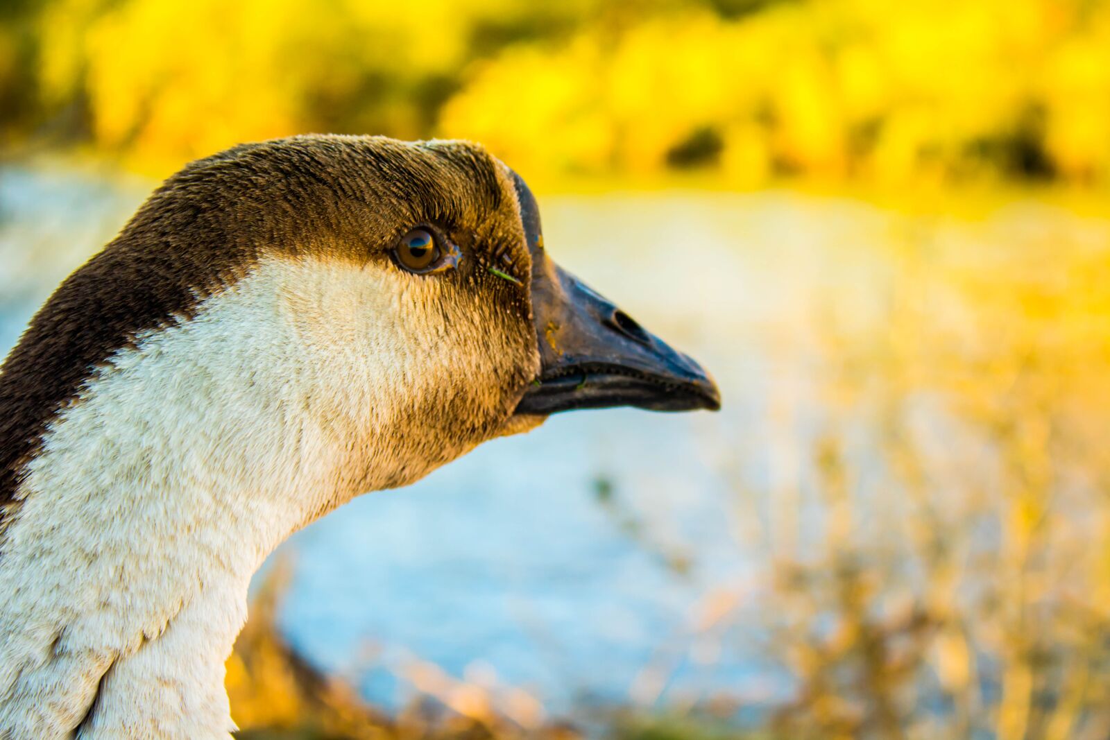 Canon EOS 1300D (EOS Rebel T6 / EOS Kiss X80) sample photo. Duck, river, sunset photography