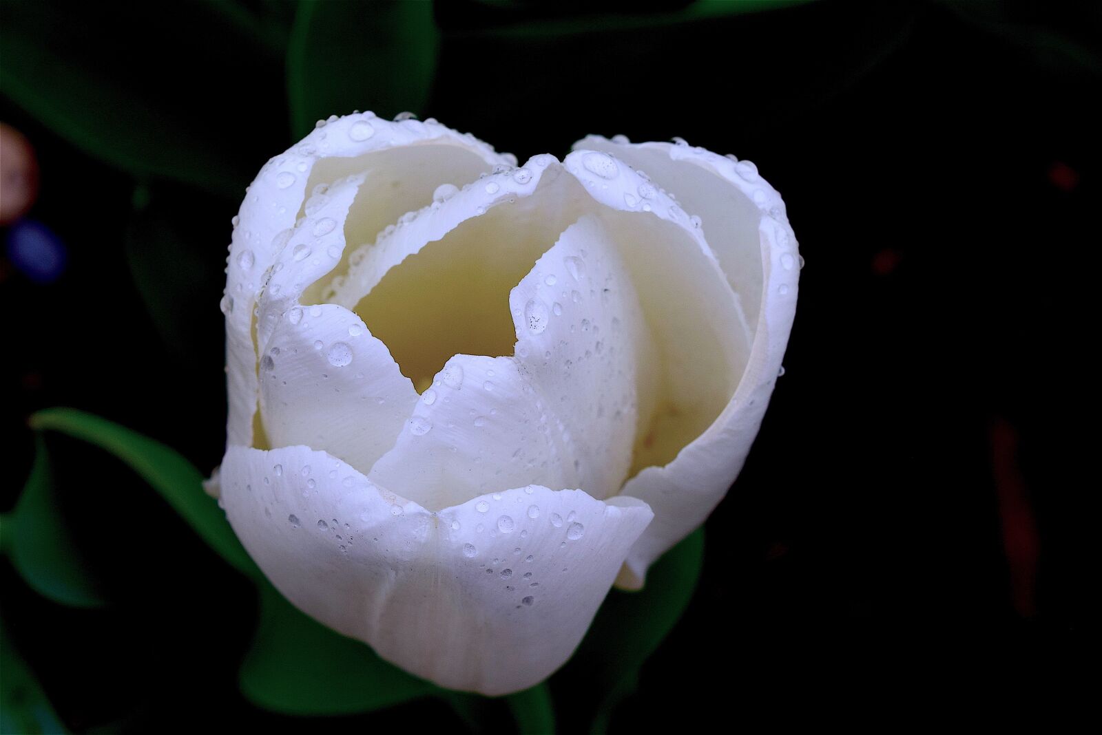 Nikon D3300 sample photo. Tulip, white, spring photography