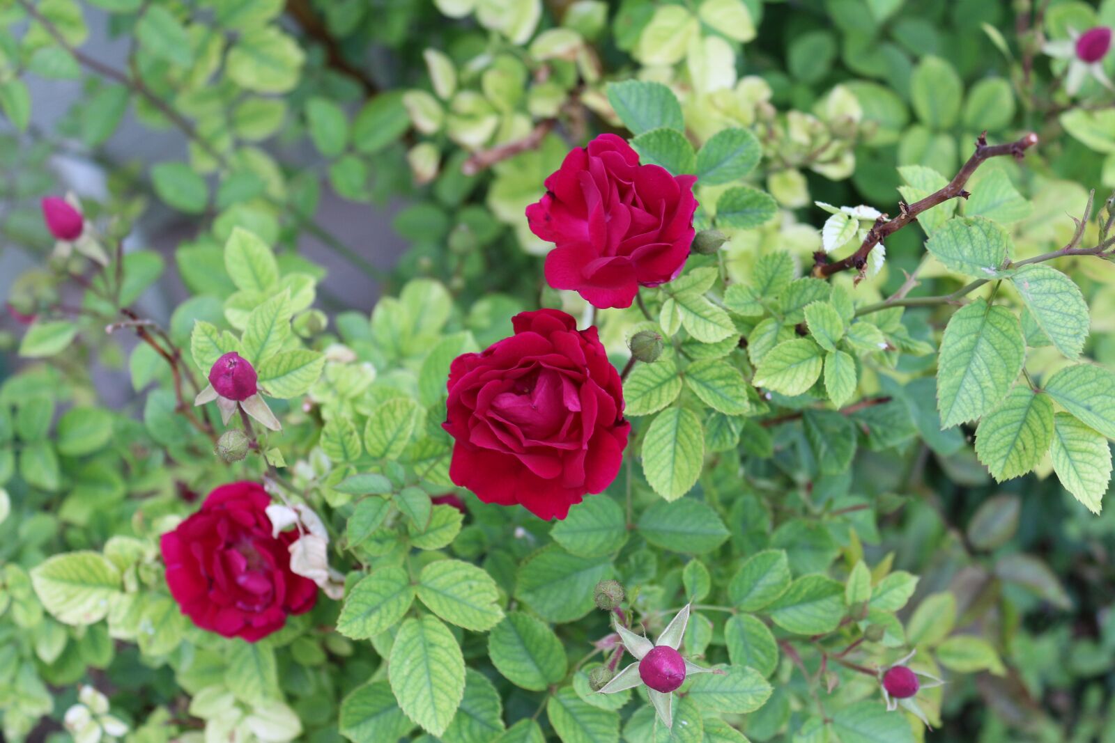 Canon EOS 650D (EOS Rebel T4i / EOS Kiss X6i) + Canon EF-S 18-55mm F3.5-5.6 IS II sample photo. Rose, tea rose, red photography