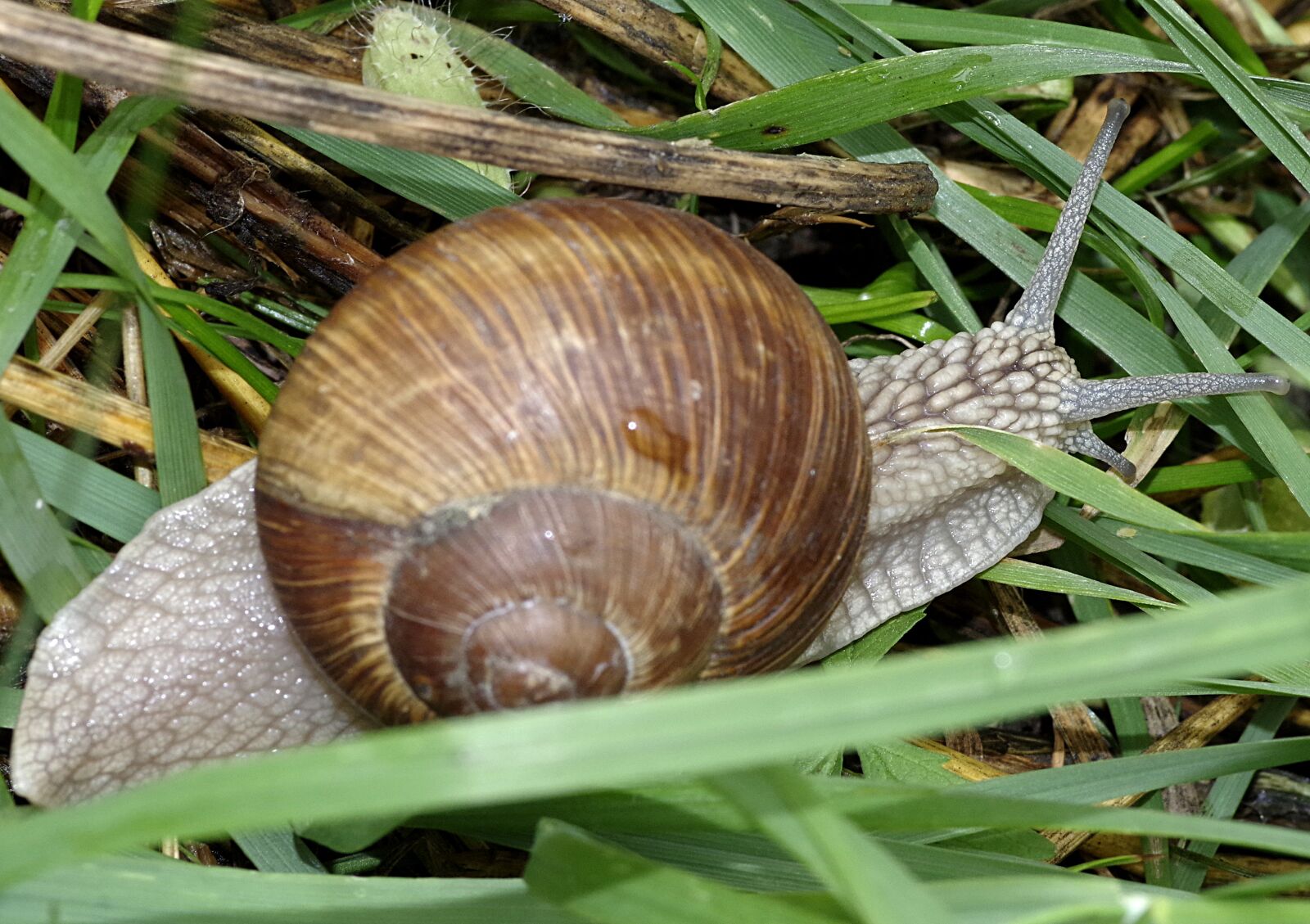 Pentax K-S2 sample photo. Snail, winniczek, grass photography