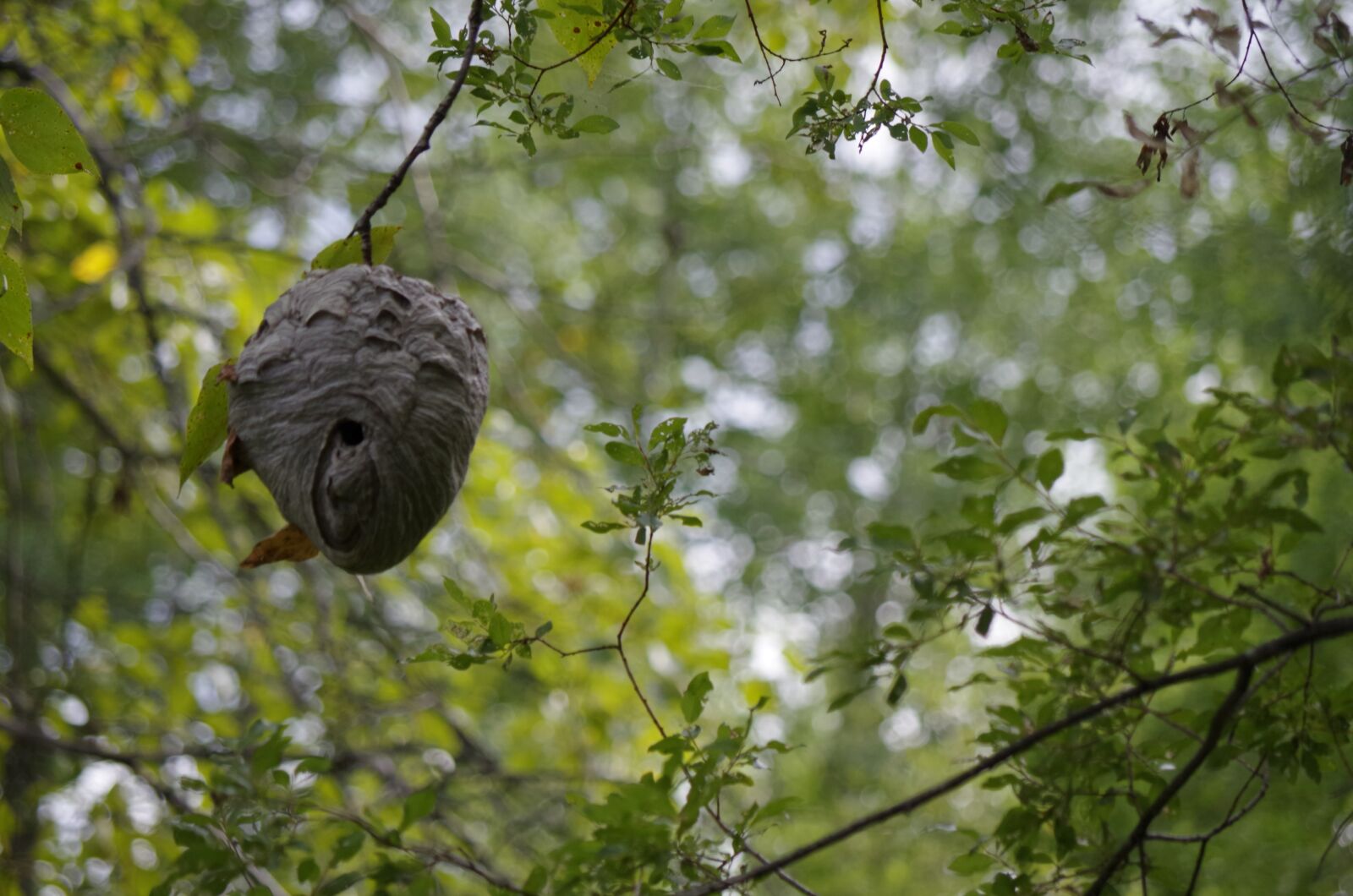 Pentax K-50 sample photo. Nature, wasp nest, nest photography