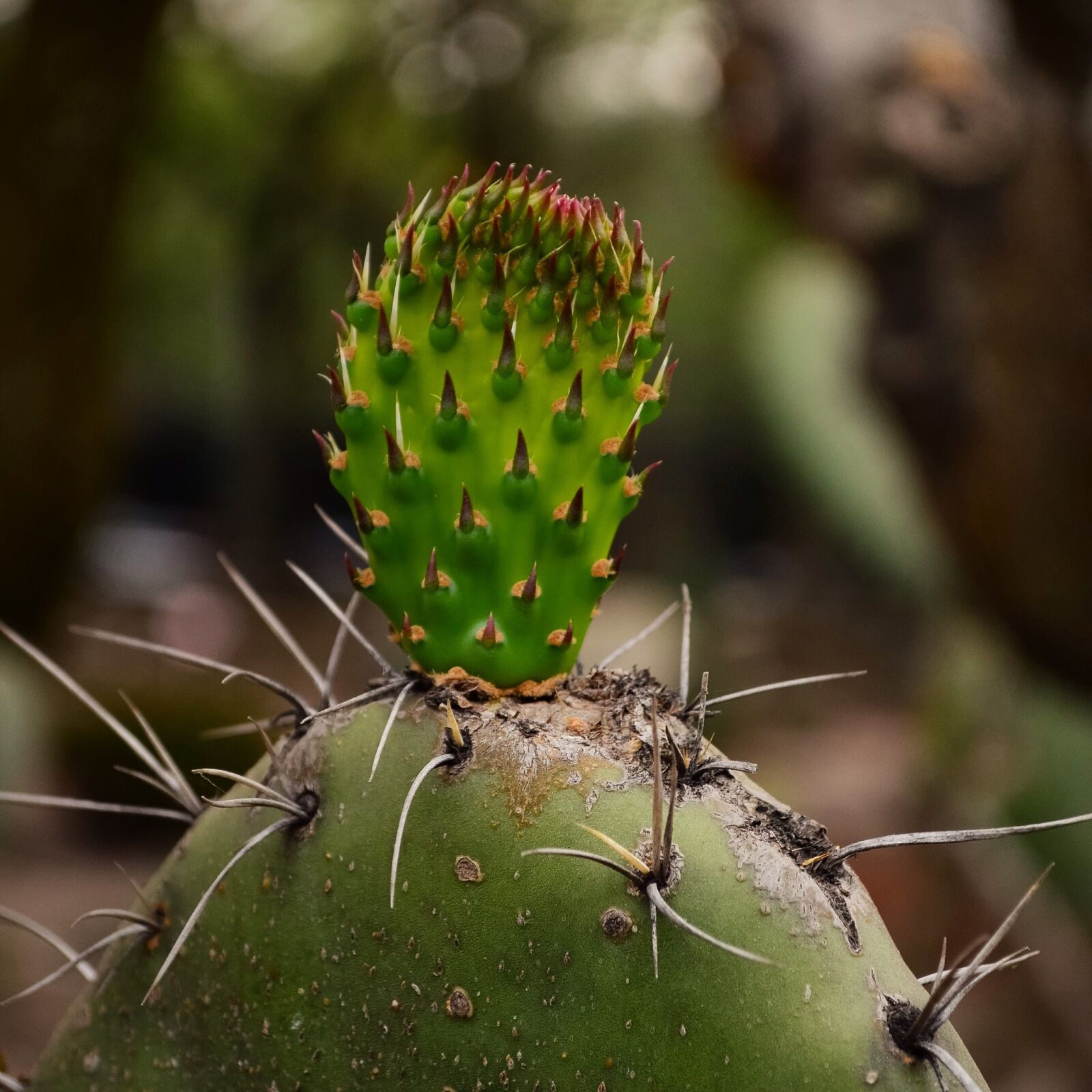Nikon D5100 sample photo. Mexico, cactus, plants photography
