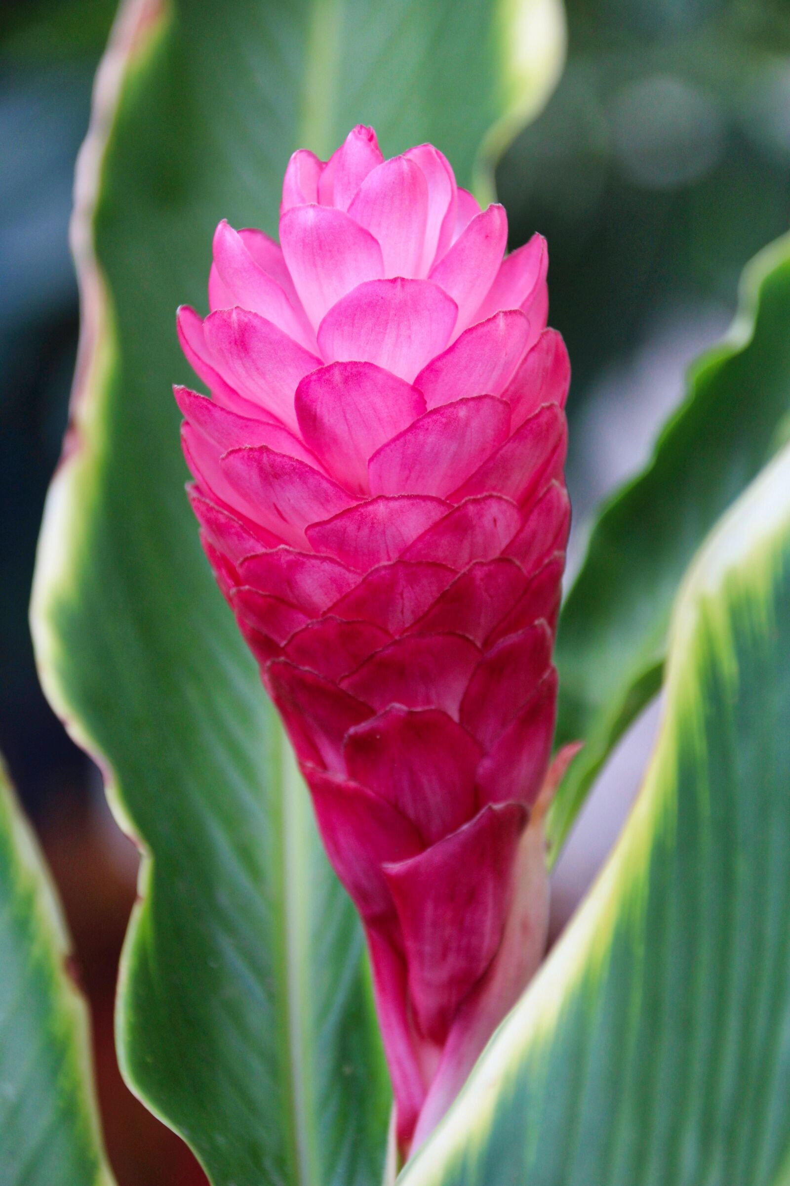 Canon EOS 1200D (EOS Rebel T5 / EOS Kiss X70 / EOS Hi) sample photo. Plant, leaf, flower photography