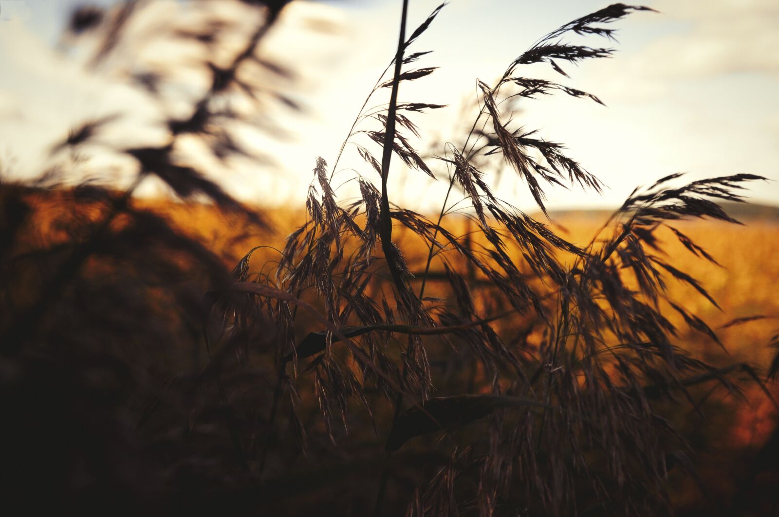 Nikon D90 sample photo. Sunset, grass, sun photography