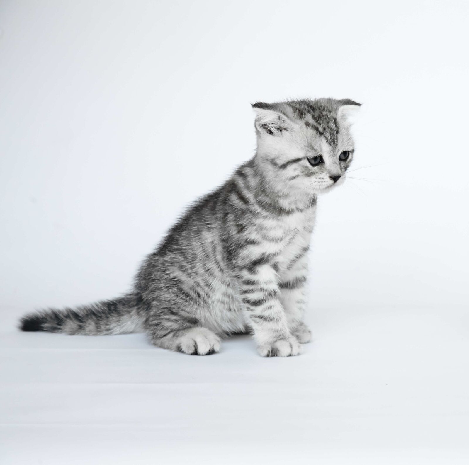 Canon EOS 5D Mark II sample photo. Folded ears, kittens, short-haired photography