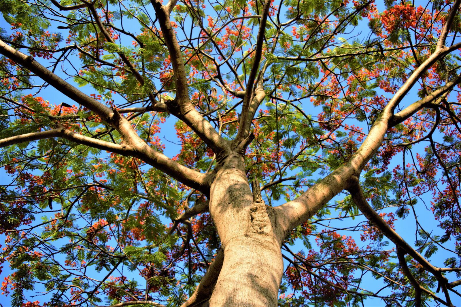 Nikon D5300 sample photo. Tree worship, phoenix flower photography