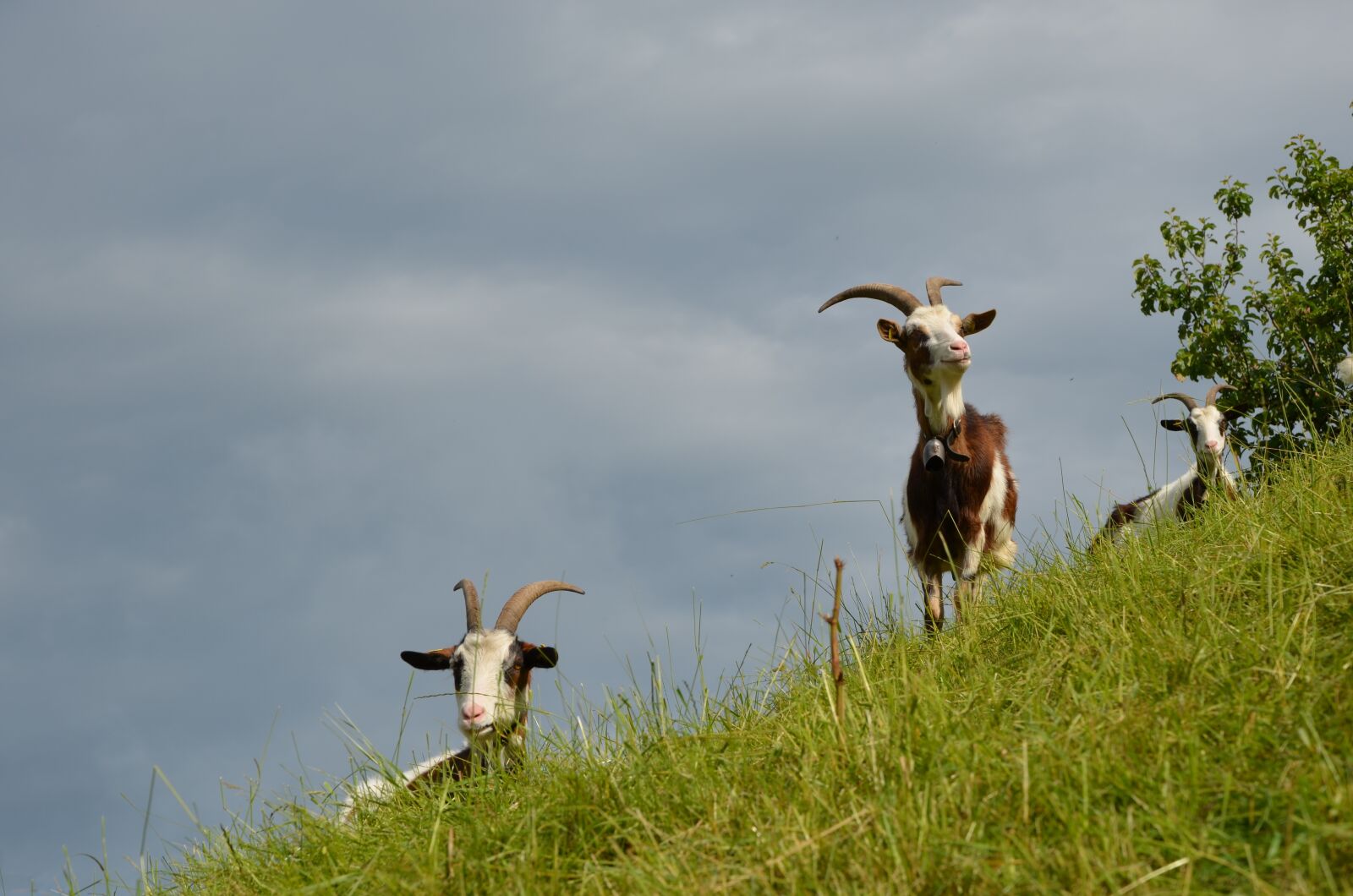 Nikon D5100 sample photo. Goat, animal, horns photography