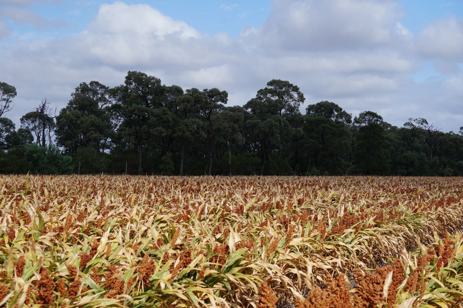 Sony E 55-210mm F4.5-6.3 OSS sample photo. Sorghum, milo, farm photography