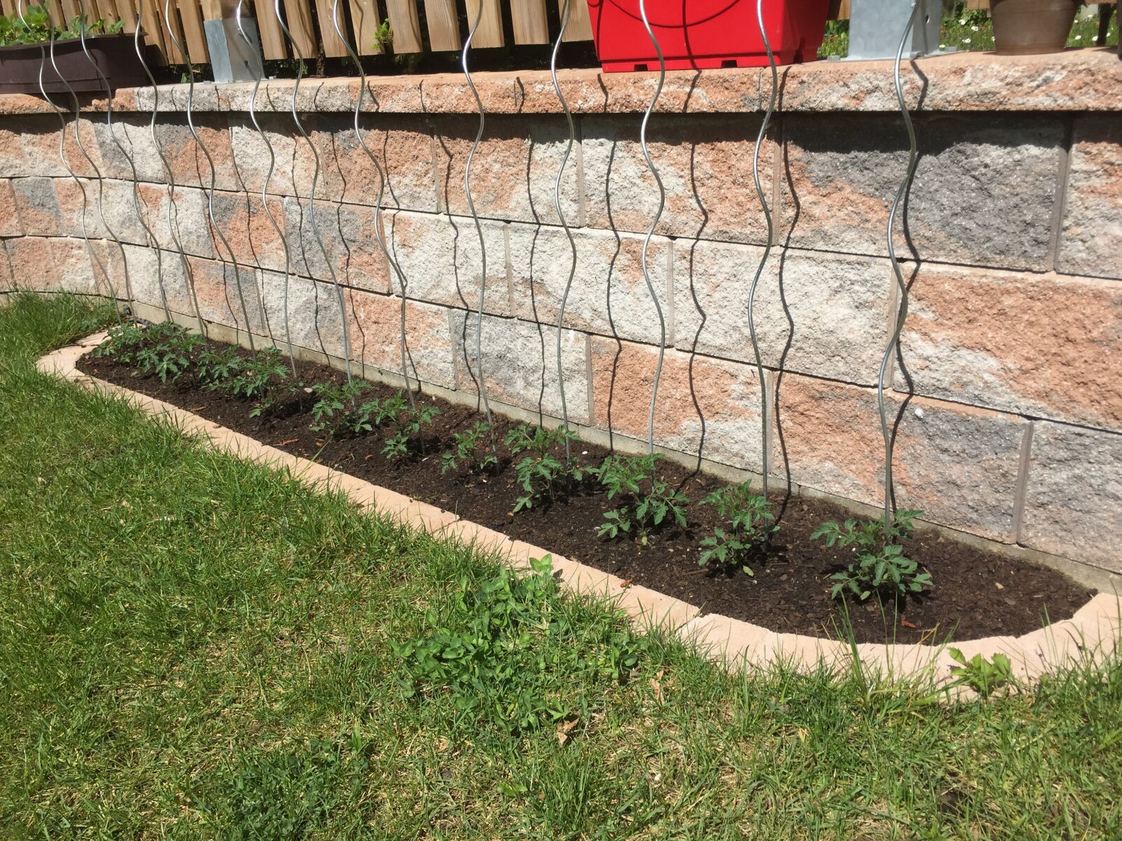Apple iPhone 6 sample photo. Bed, tomatoes, earth photography