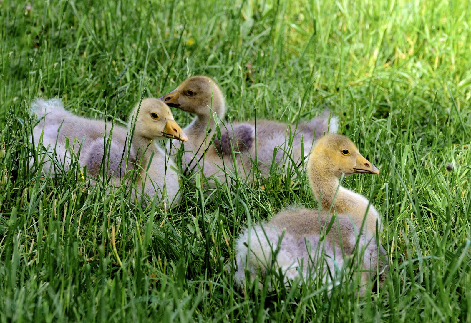 Nikon D610 sample photo. Goslings, geese, chicks photography