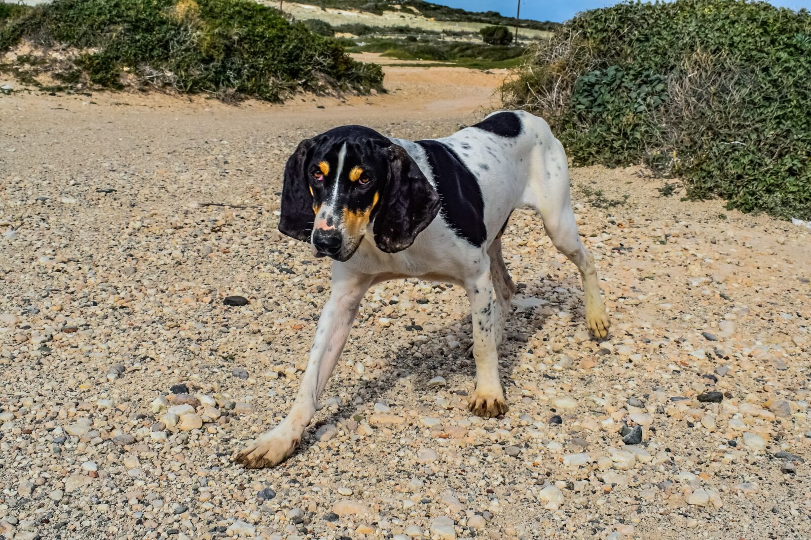 Nikon D3300 sample photo. Dog, stray, friendly photography