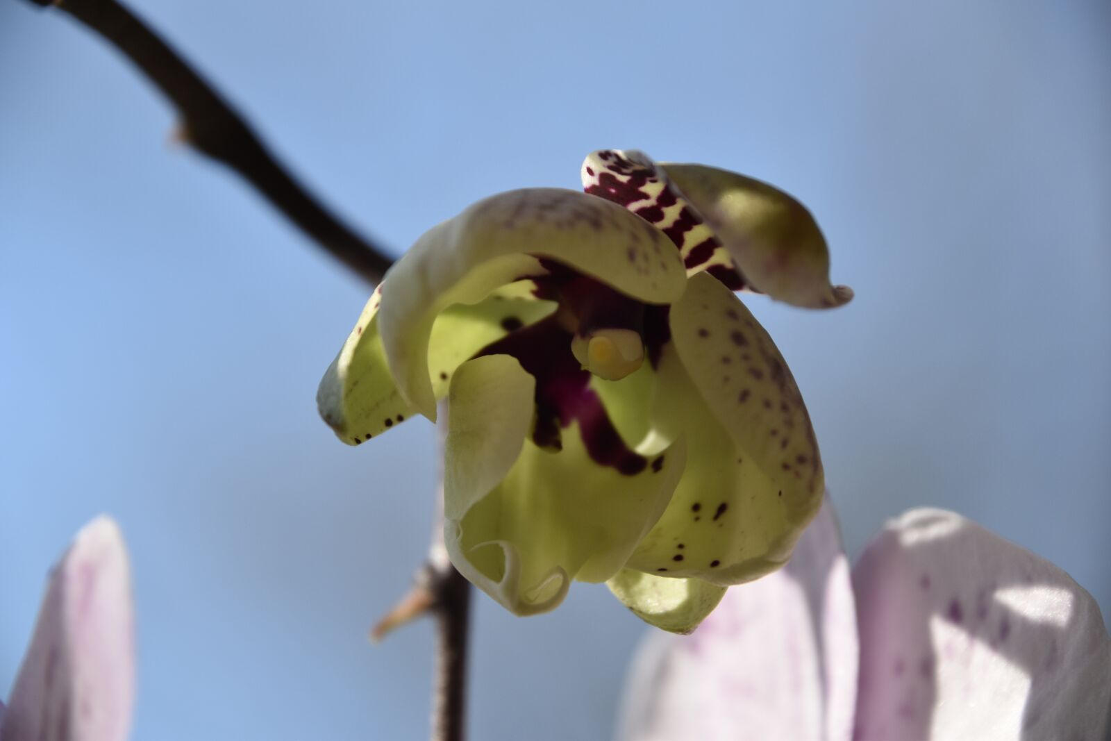 Nikon D5600 sample photo. Flower, bud, orchid photography