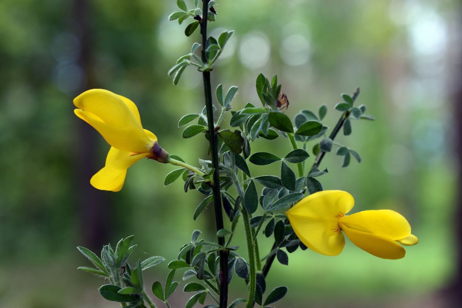 Nikon D3400 sample photo. Flower, spring, nature photography