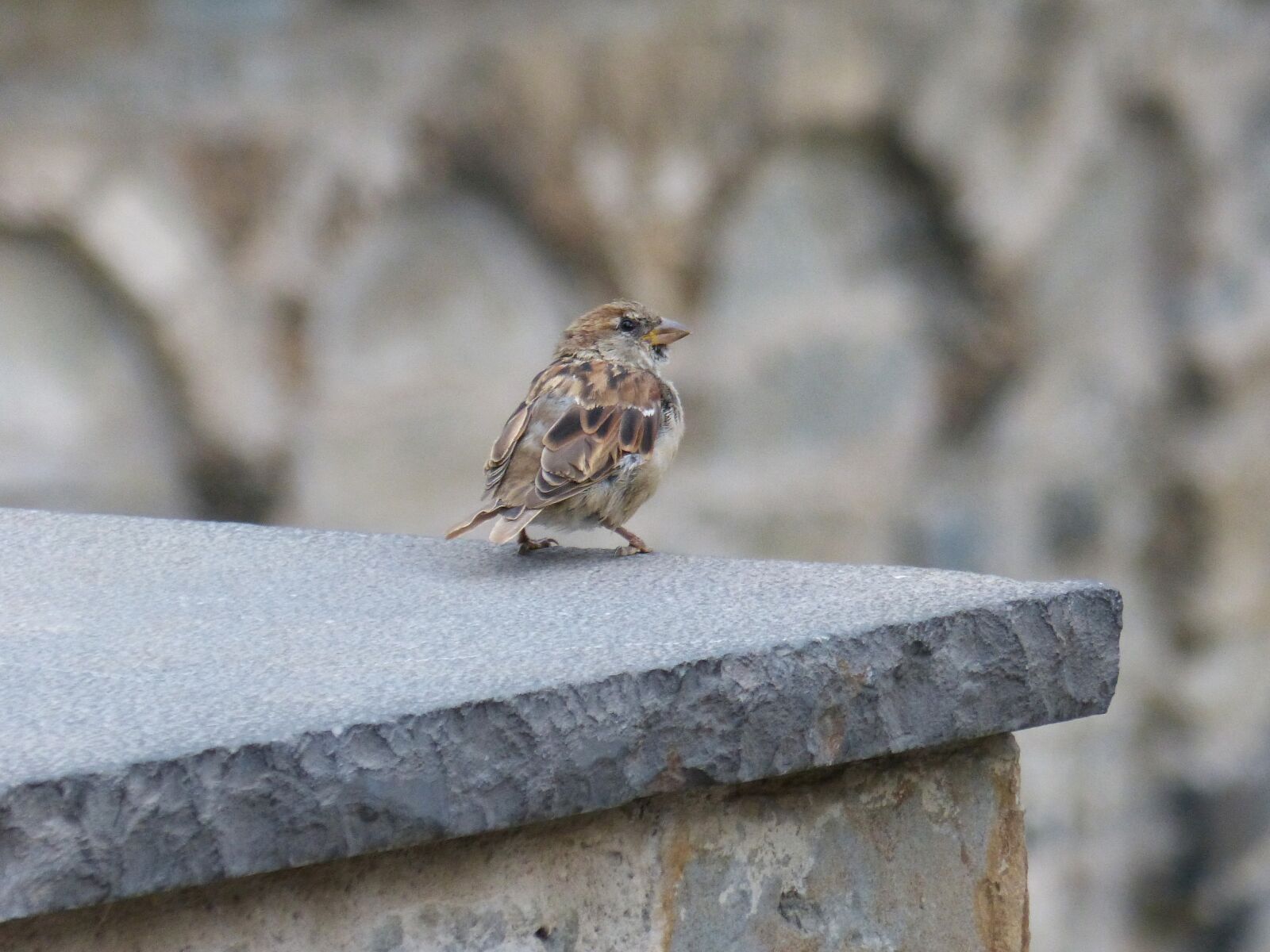 Panasonic DMC-FZ62 sample photo. Bird, sparrow, wall photography