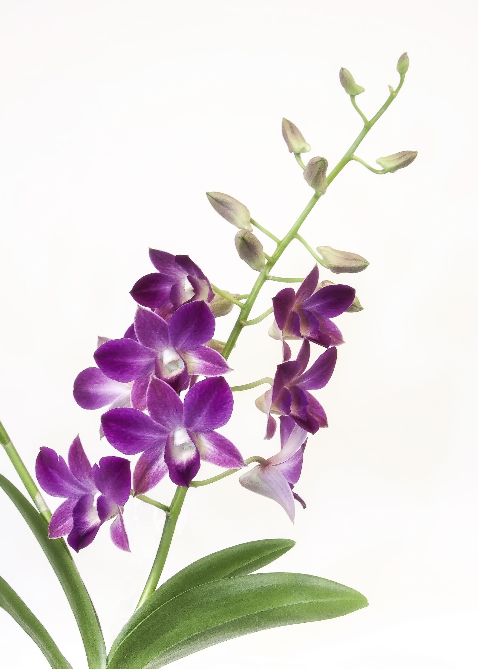 Canon EOS 50D + Canon EF 24-105mm F4L IS USM sample photo. Cambria, orchid, purple photography