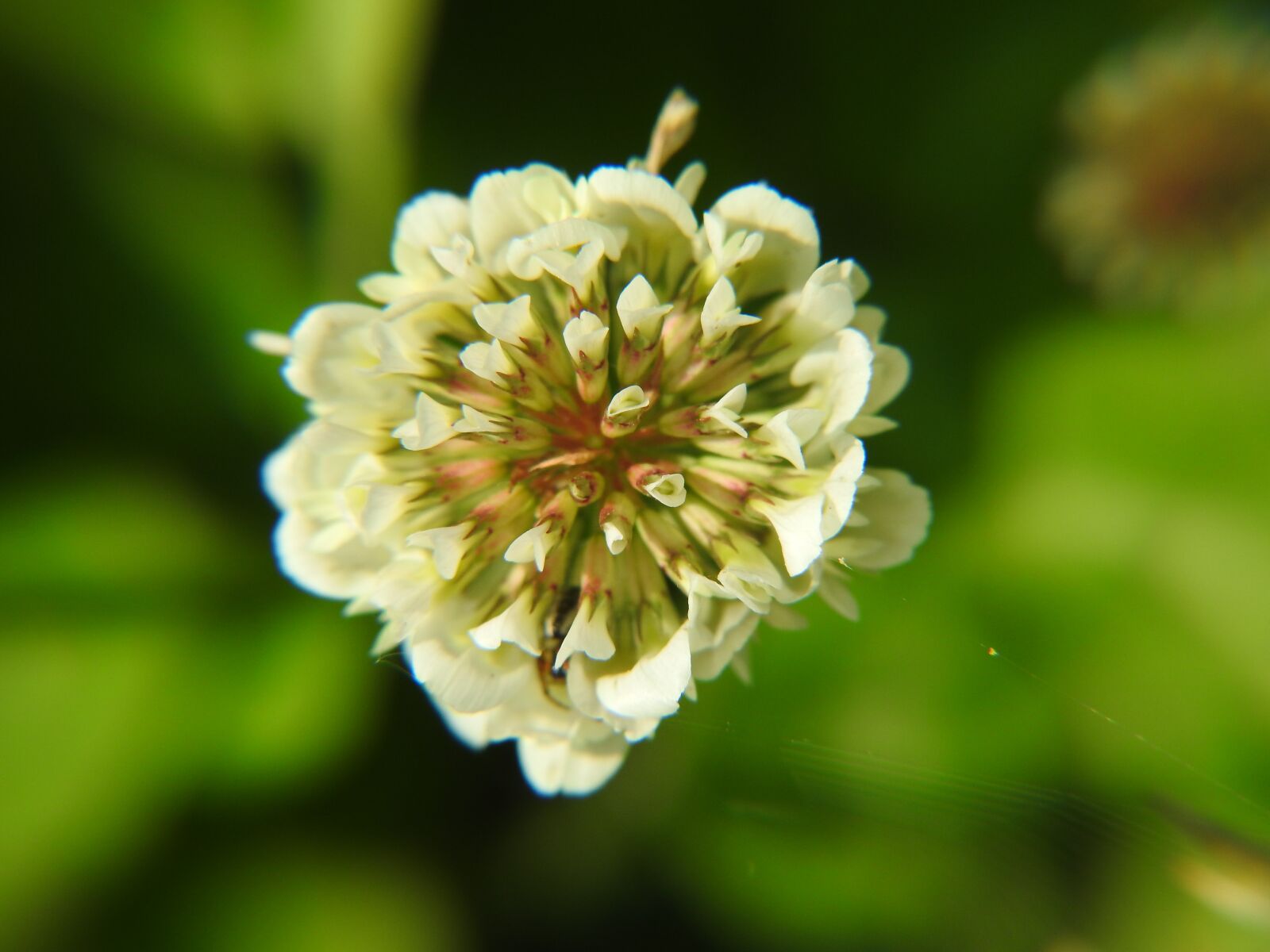 Nikon Coolpix P900 sample photo. Nature, flower, clover photography