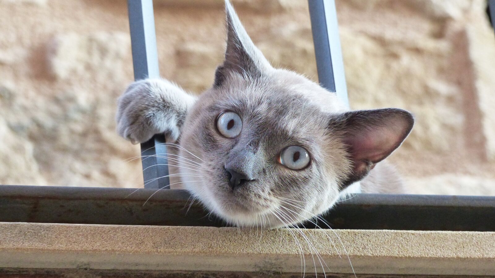 Panasonic Lumix DMC-FZ200 sample photo. Cats, pet, animals photography