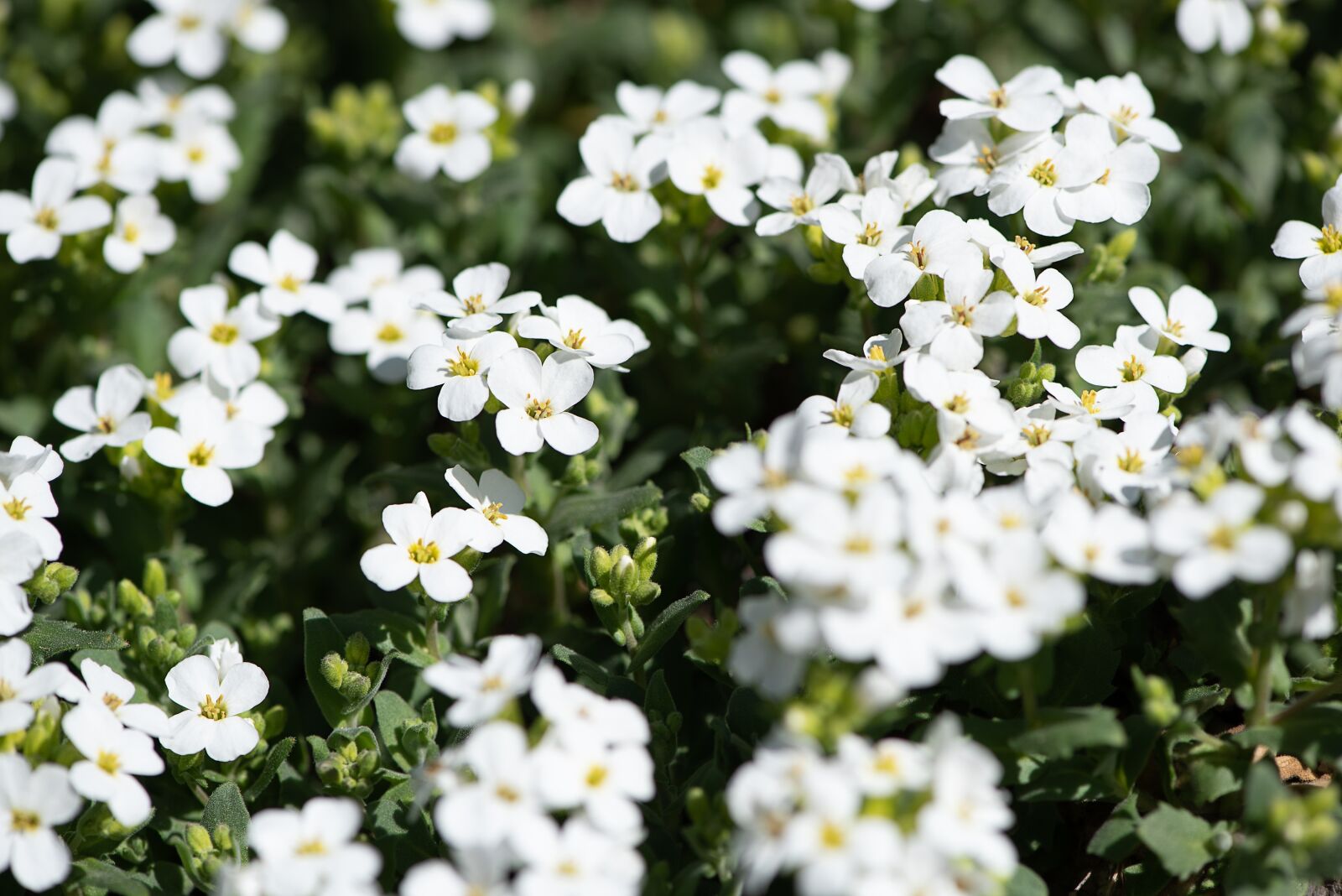 Nikon D750 sample photo. Cushion flower, white, flowers photography