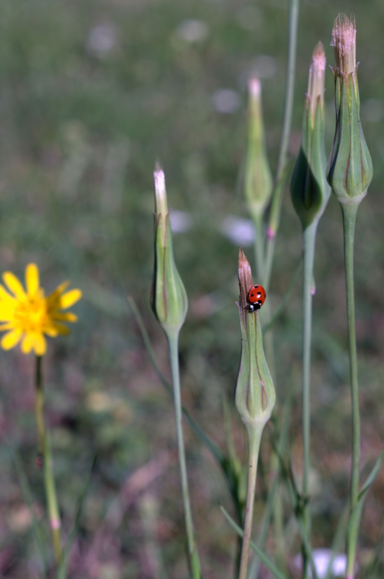 Pentax K-S2 sample photo. Dandelion field, ladybug, yellow photography