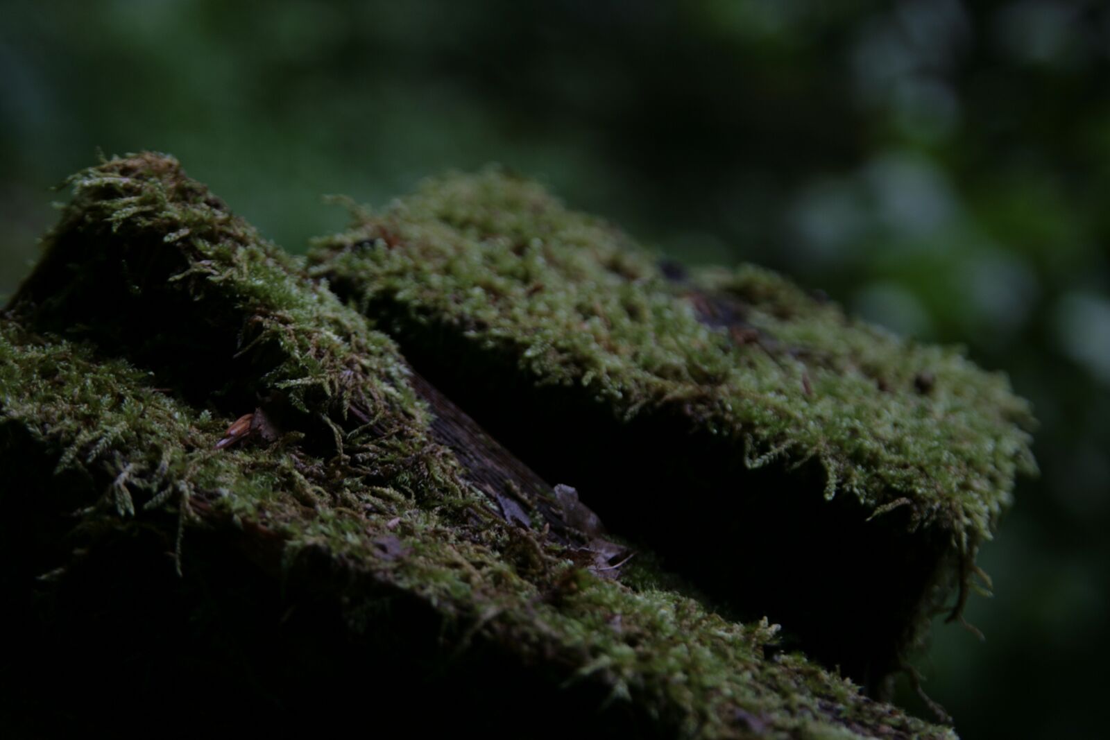 Canon EOS 400D (EOS Digital Rebel XTi / EOS Kiss Digital X) sample photo. Moss, moist, nature photography