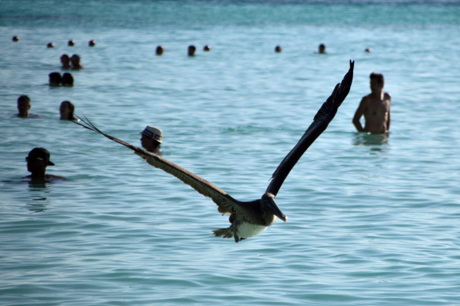 Nikon D3200 sample photo. Birds, pelican, sea photography
