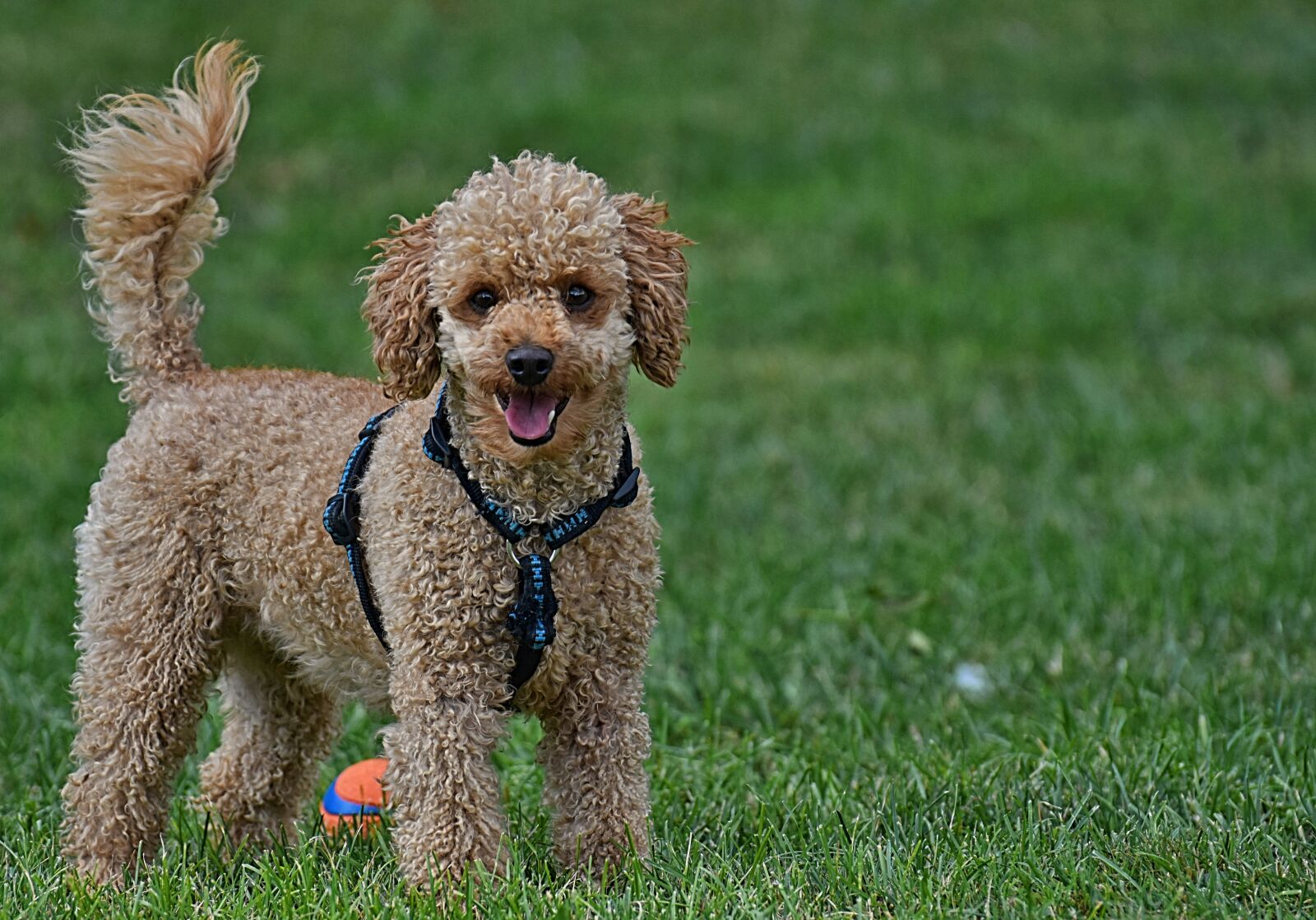 Nikon D7200 sample photo. Poodle, dog, pet photography