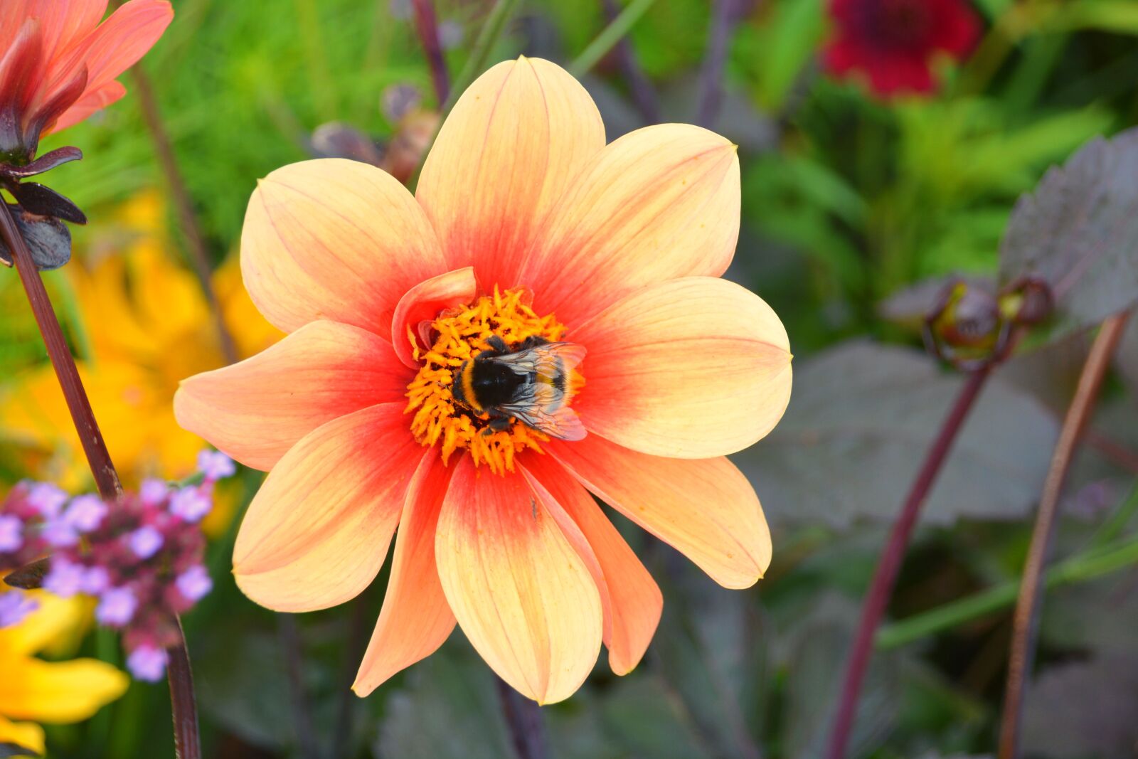 Nikon D5200 sample photo. Bourdon, foraging, insect photography