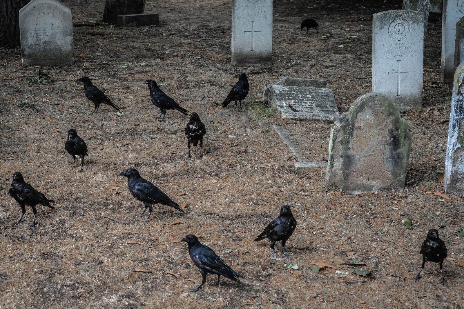 Fujifilm X-T2 + Fujifilm XF 56mm F1.2 R sample photo. Cemetery, london, brompton photography