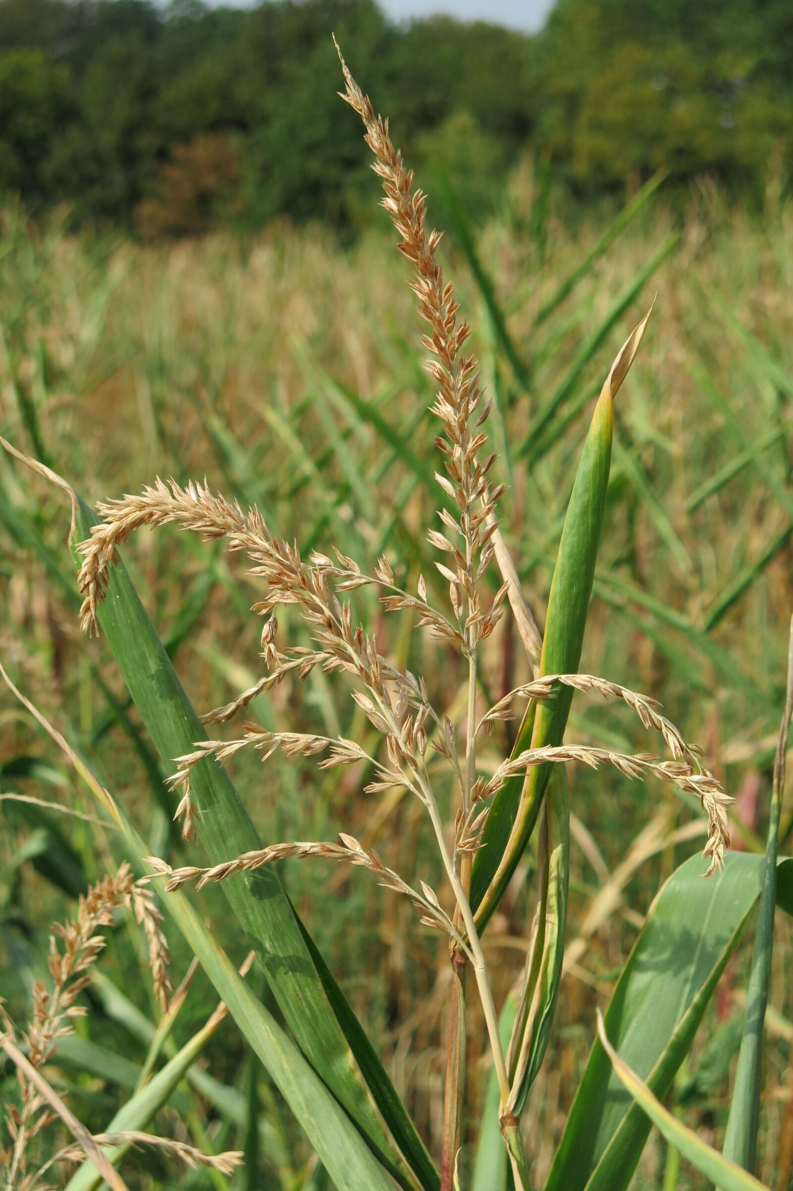 Canon PowerShot G16 sample photo. Cornfield, autumn, nature photography