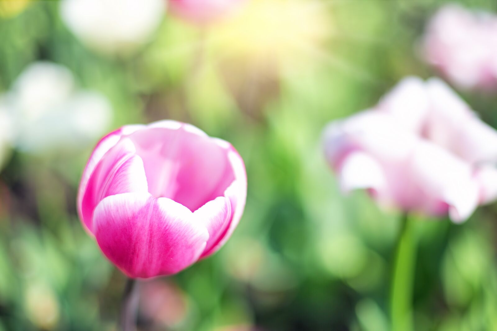 Canon EOS 5D Mark III sample photo. Tulips, pink, garden photography