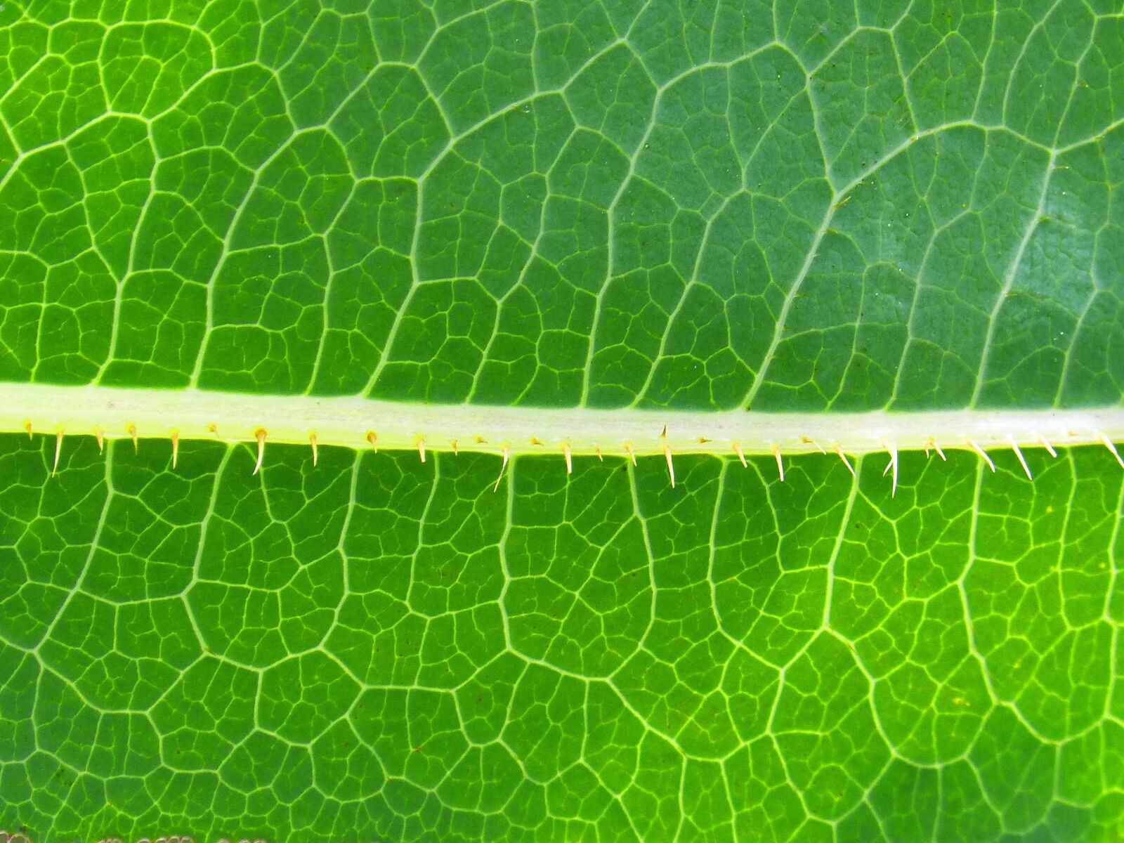 Panasonic DMC-FZ62 sample photo. Leaf, background, trasluz photography