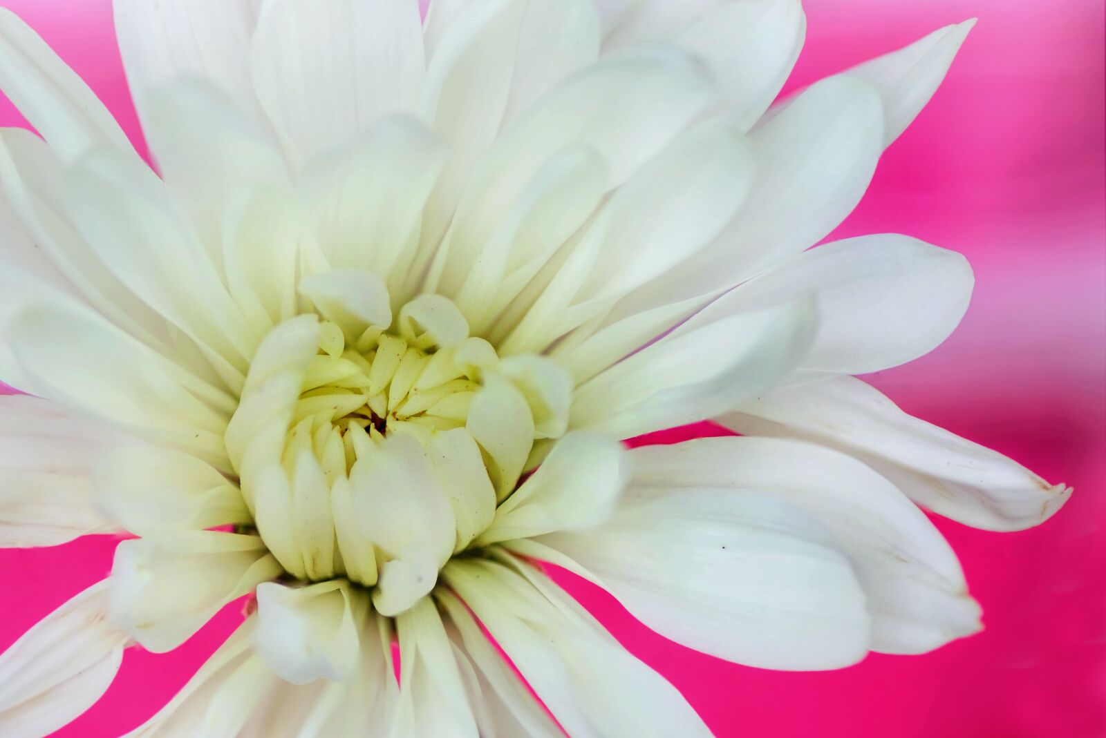 Canon EOS 5D Mark III sample photo. Flower, nature, flora photography