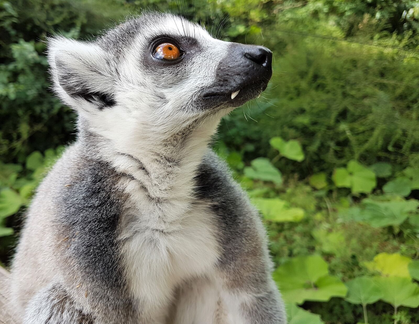Samsung Galaxy S7 Edge sample photo. Lima, animal, zoo photography