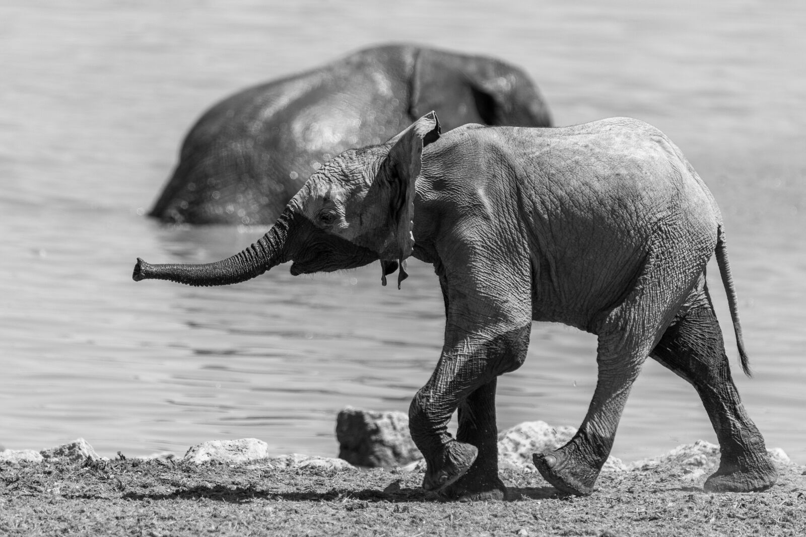 Canon EOS 5D Mark IV + 150-600mm F5-6.3 DG OS HSM | Contemporary 015 sample photo. Elephant, namibia, baby photography