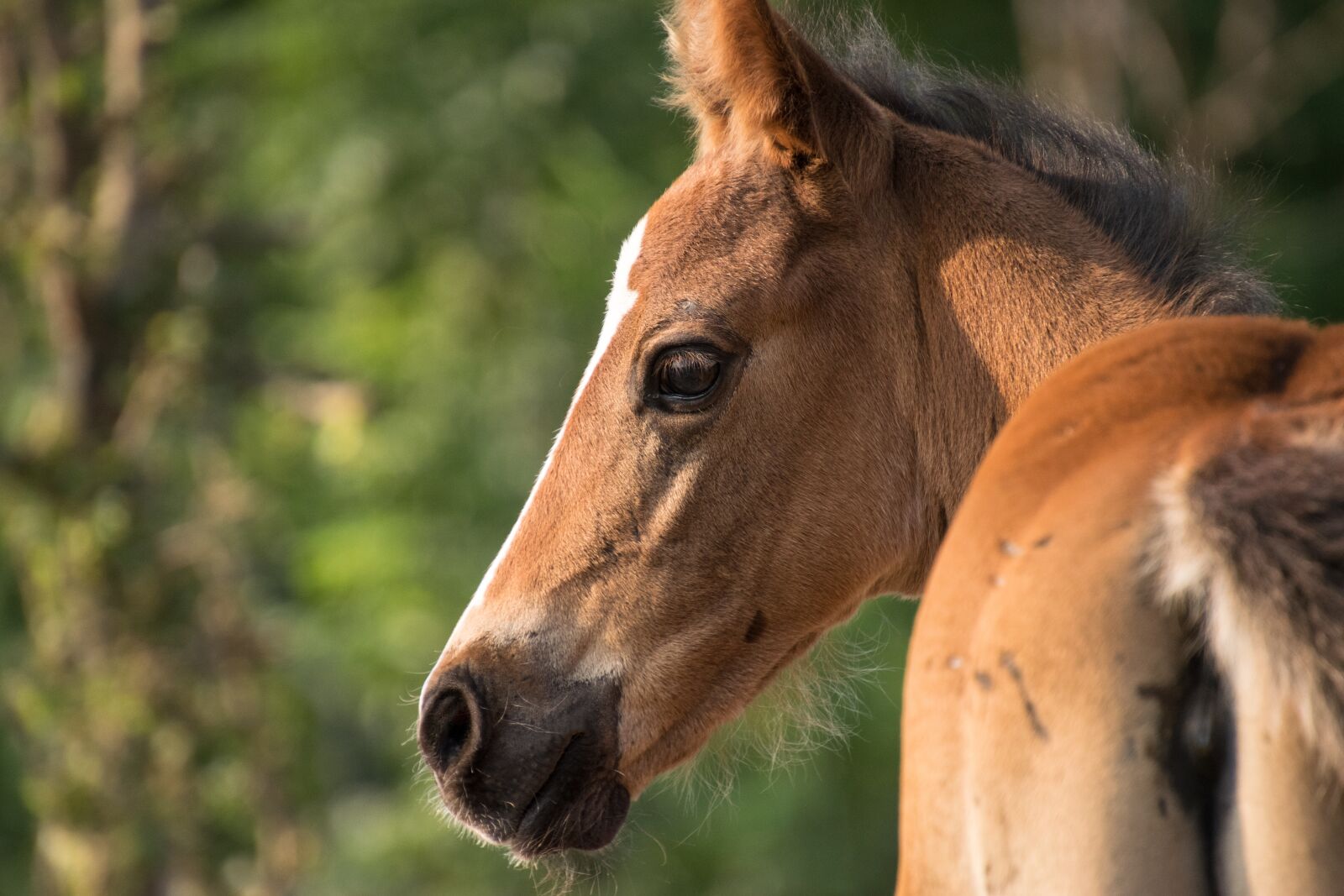 Nikon D3300 sample photo. Foal, brown, horse photography