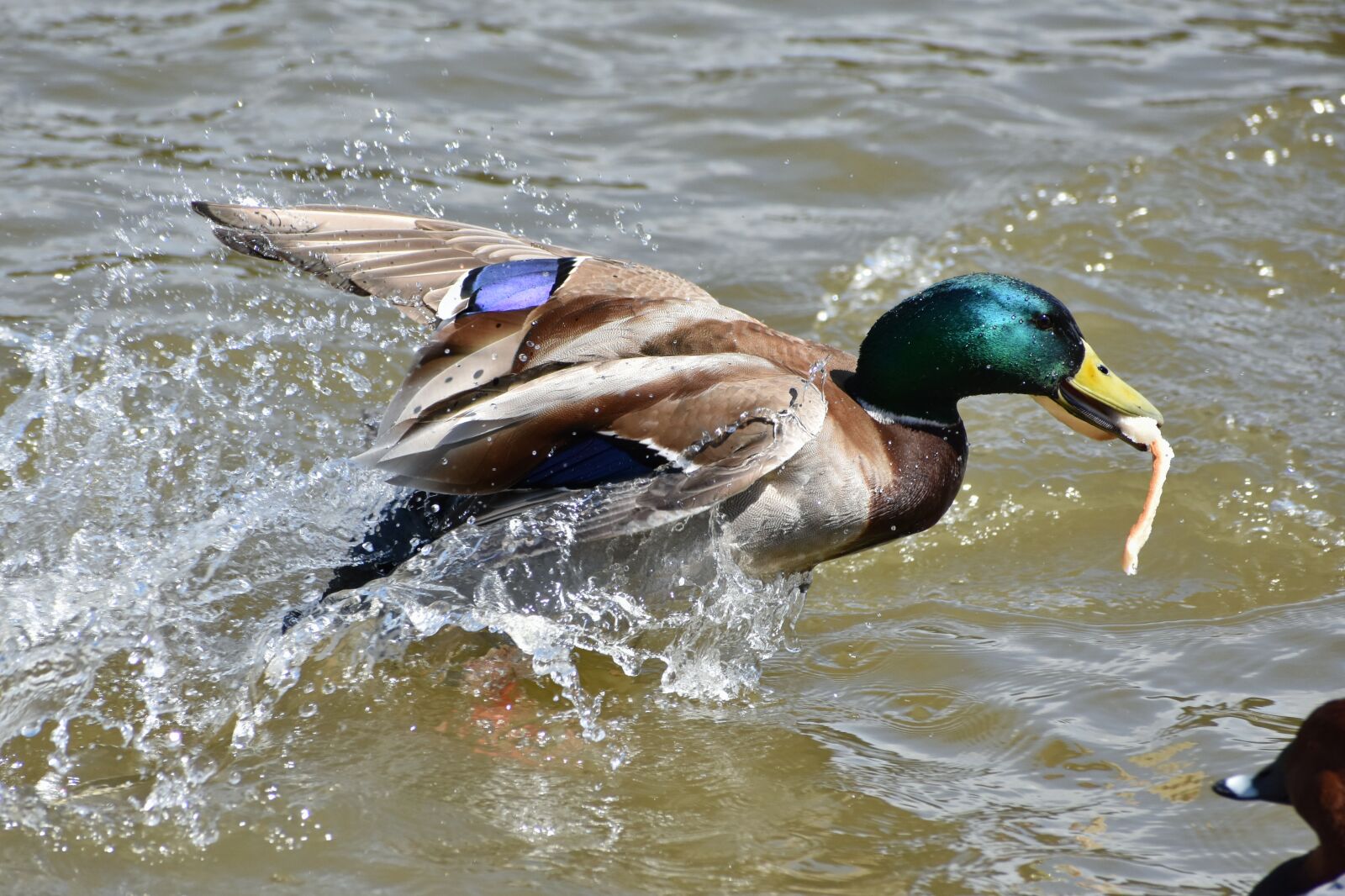 Nikon D7200 sample photo. Animal, lake, waterside photography