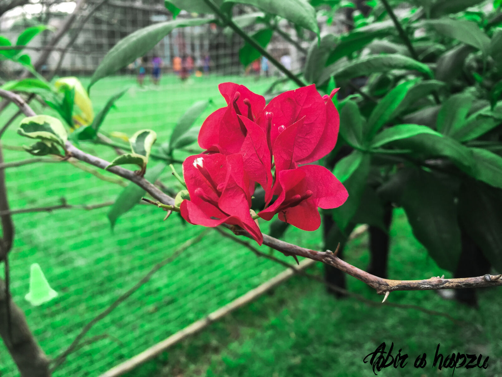 iPhone 6 Plus back camera 4.15mm f/2.2 sample photo. Artificial, flowers, dark, green photography
