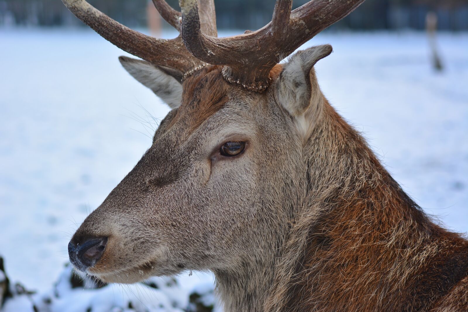 Nikon D5200 sample photo. Hirsch, close up, free photography
