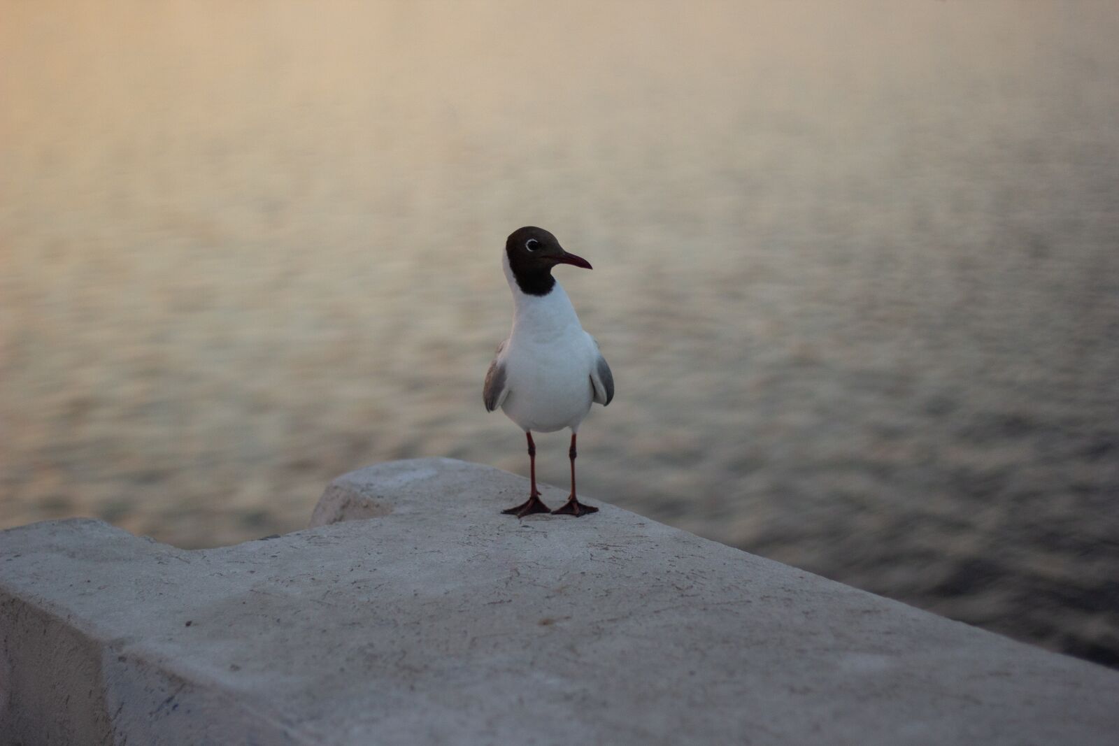 Canon EOS 60D + Canon EF 50mm F1.8 STM sample photo. River, sunset, bird photography