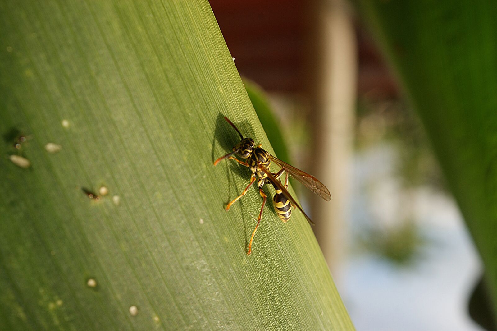 Sony Alpha DSLR-A390 sample photo. Nature, insect, wasp photography