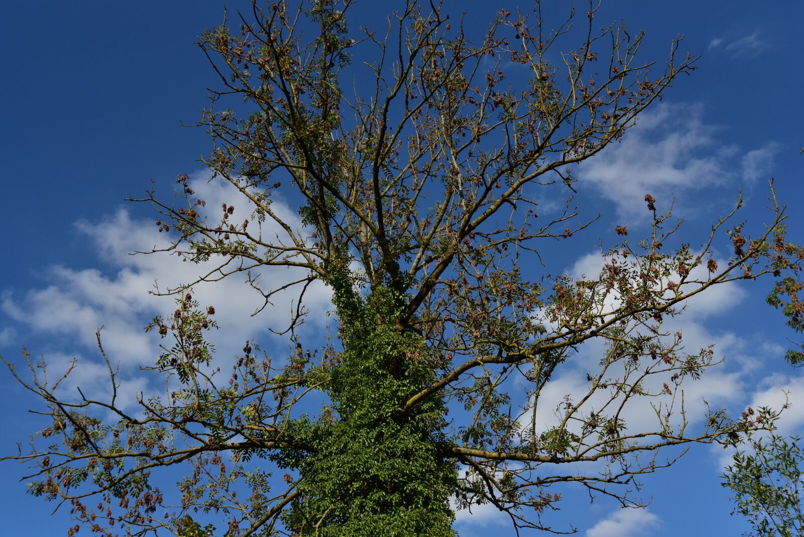 Nikon D750 sample photo. Tree, autumn, sky photography