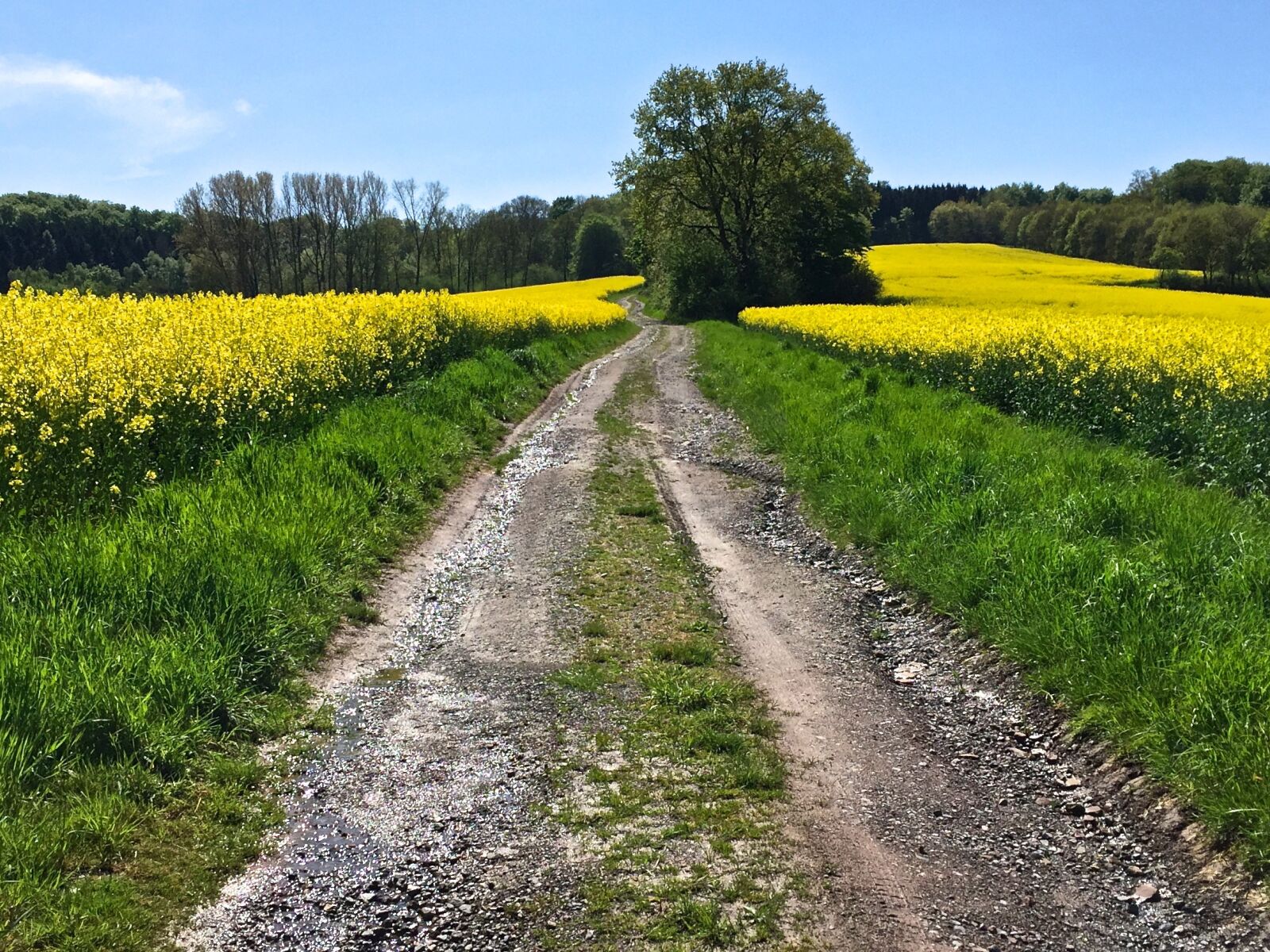 Apple iPhone 6 sample photo. Away, oilseed rape, yellow photography